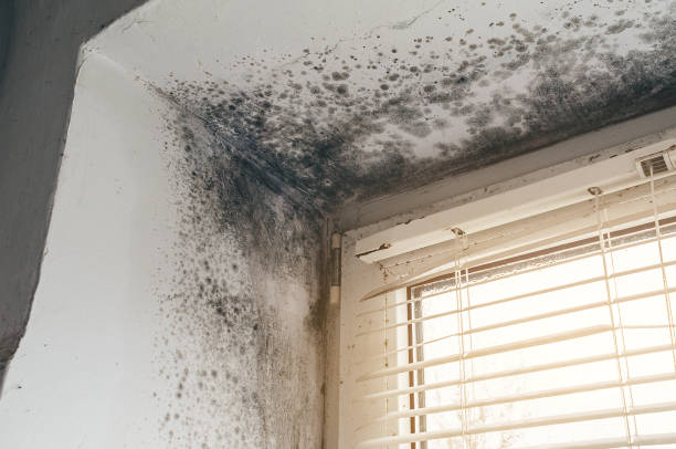 Affordable Mold Cleanup solutions in Nunn, CO